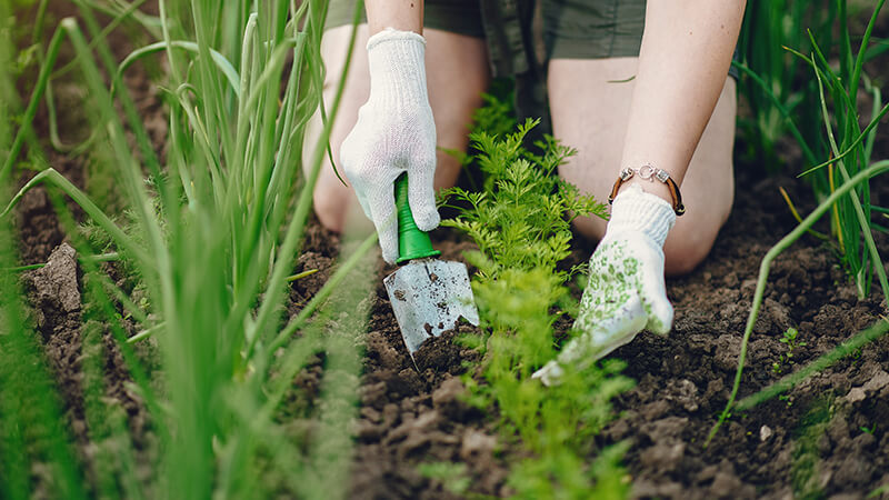 hands wearing garden gloves holding a trowel and digging in a garden